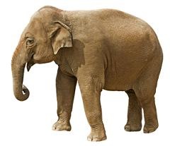 Elephant with clipping path